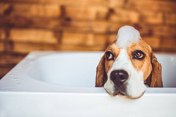 a beagle getting a groom and wash