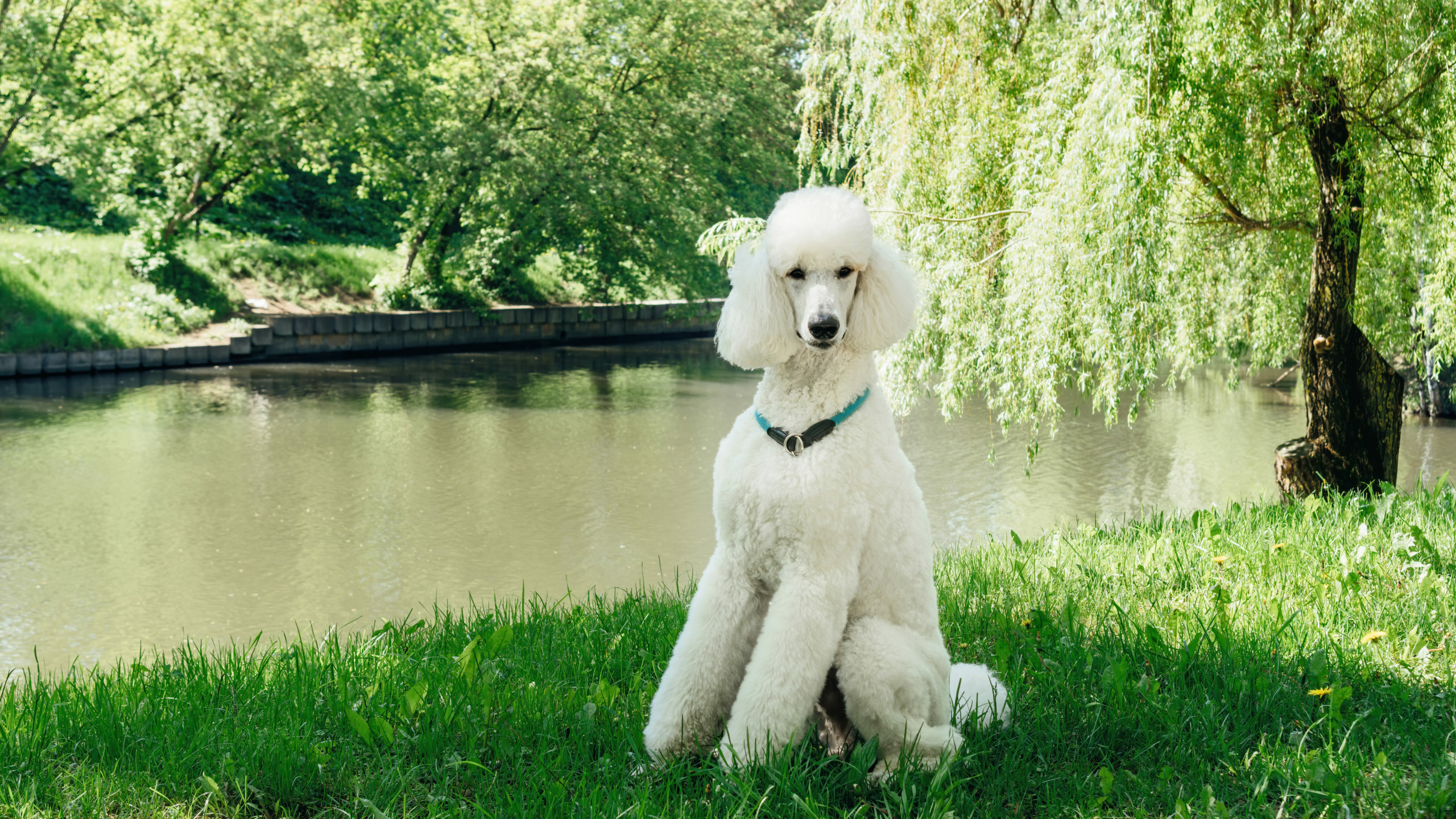 a groomed poodle